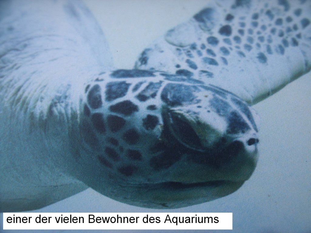 12_Wasserschildkrte