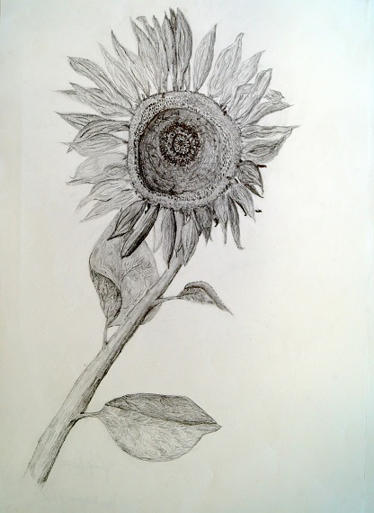 Sonnenblume 2