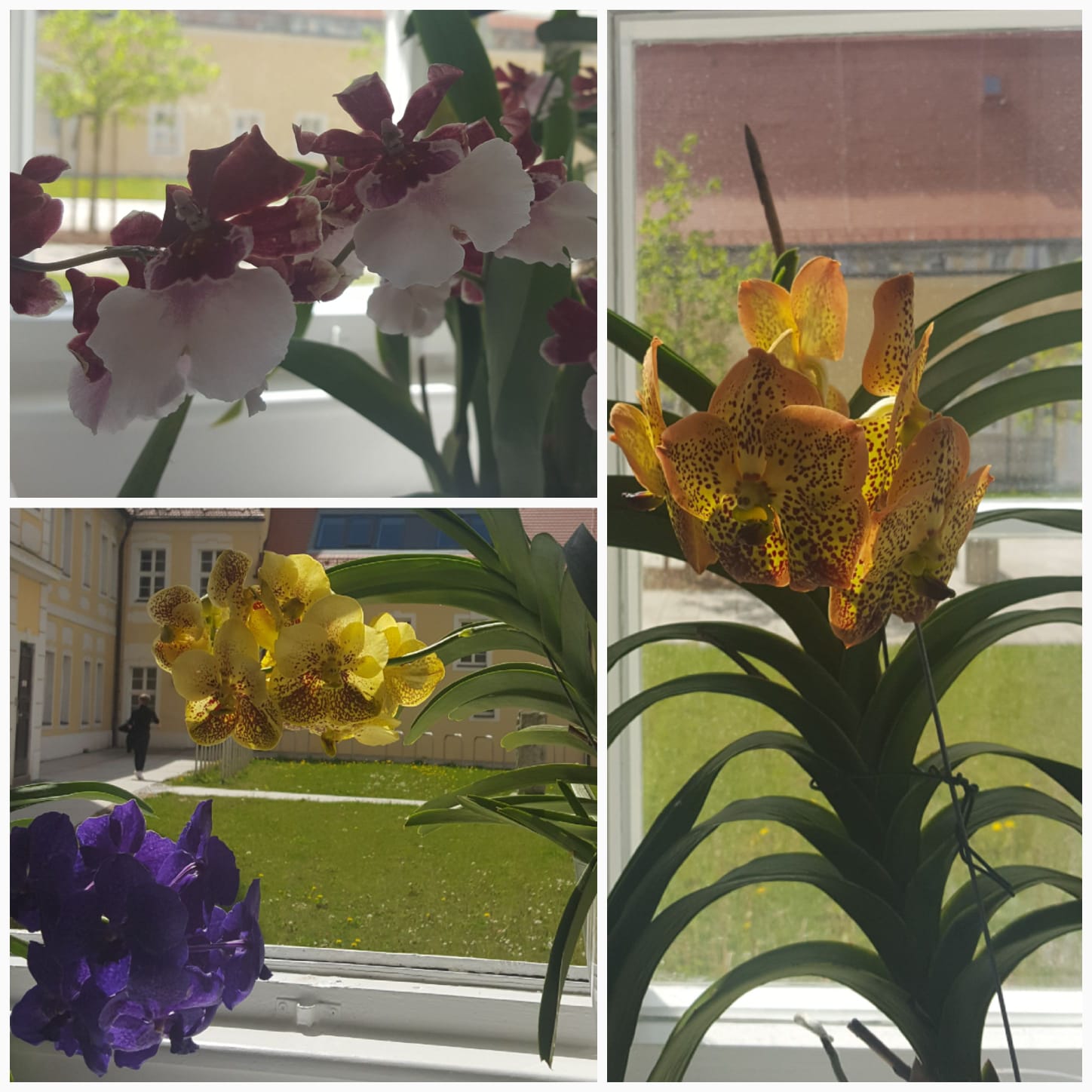 Hurra – die Schul-Exoten sind wieder da!